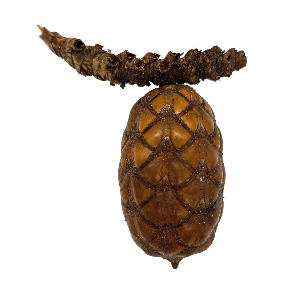 Fava Pinha Odé Semente Ritualistica 1Un Oxossi