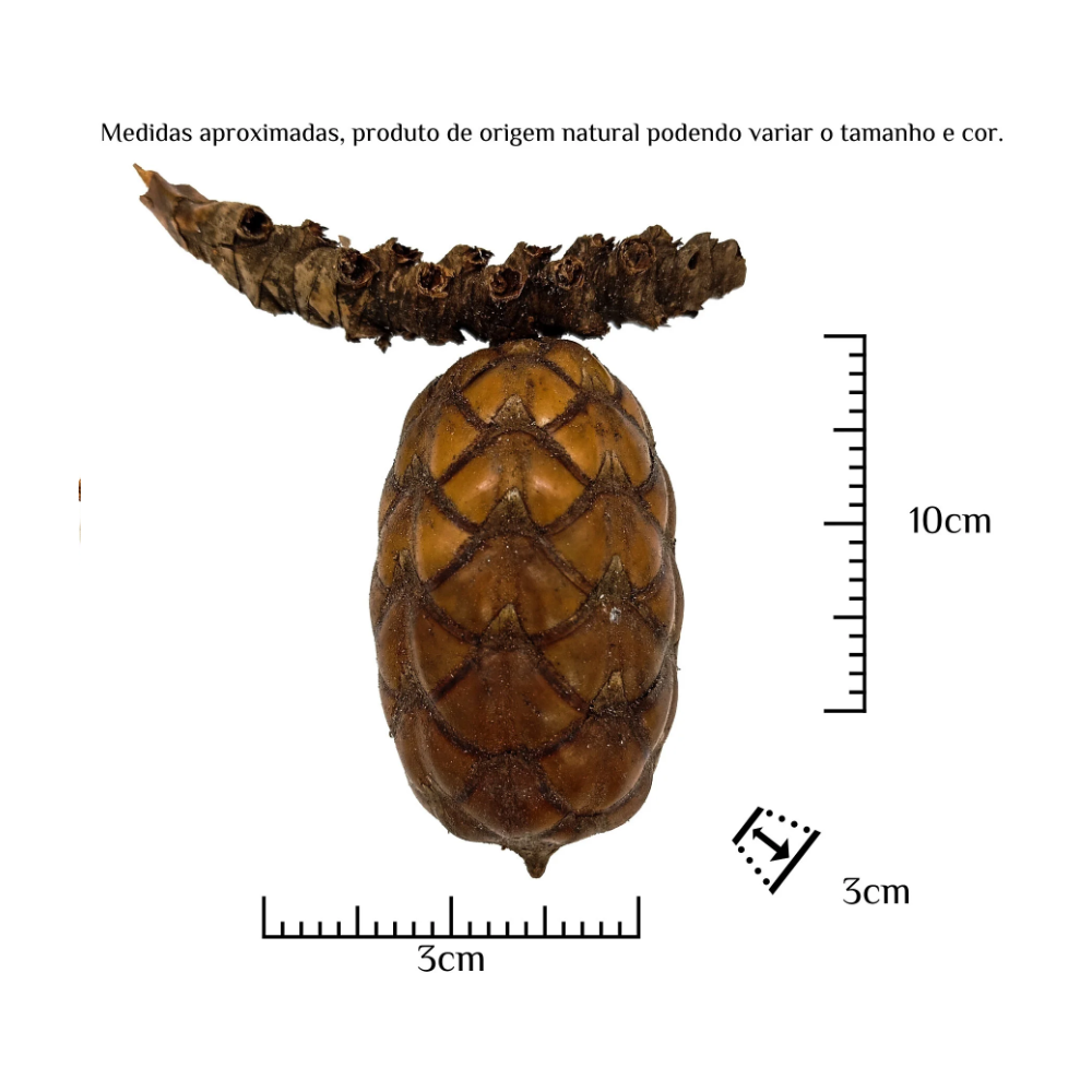 Fava Pinha Odé Semente Ritualistica 1Un Oxossi - Imagem 3