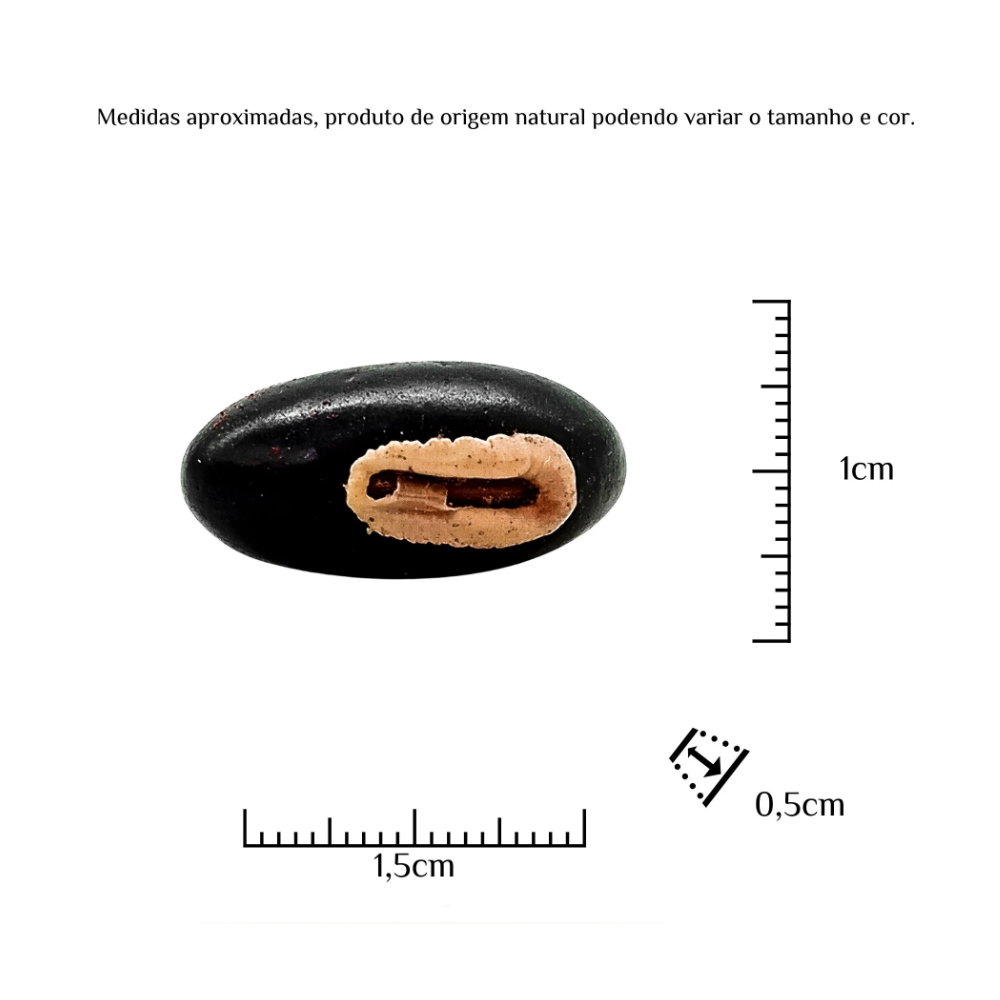 Fava Preto Velho Semente Ritualística - Imagem 3
