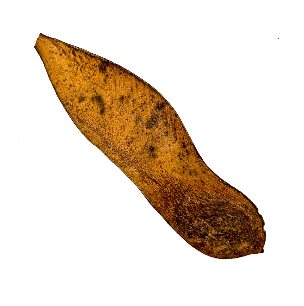 Fava Tempo Semente Ritualística