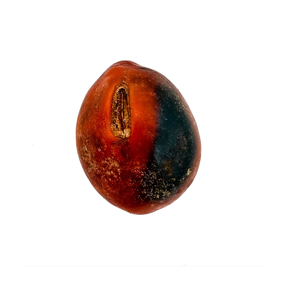Fava Tento Exu Semente Ritualística