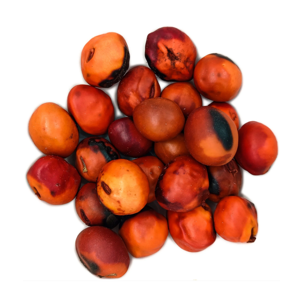 Fava Tento Exu Semente Ritualística - Imagem 2