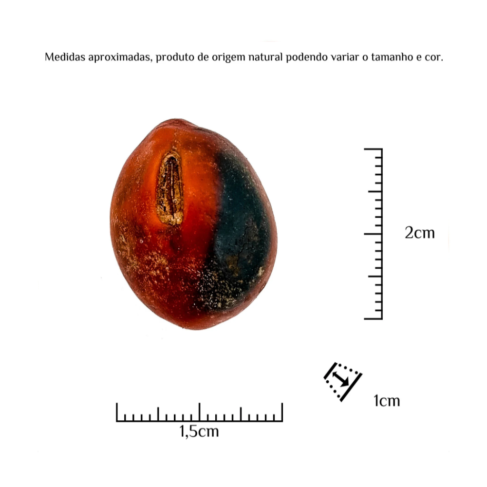 Fava Tento Exu Semente Ritualística - Imagem 3