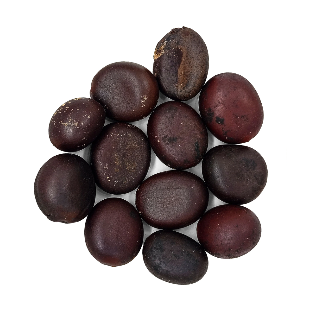 Fava Xangô Semente Ritualística 1Un - Imagem 2