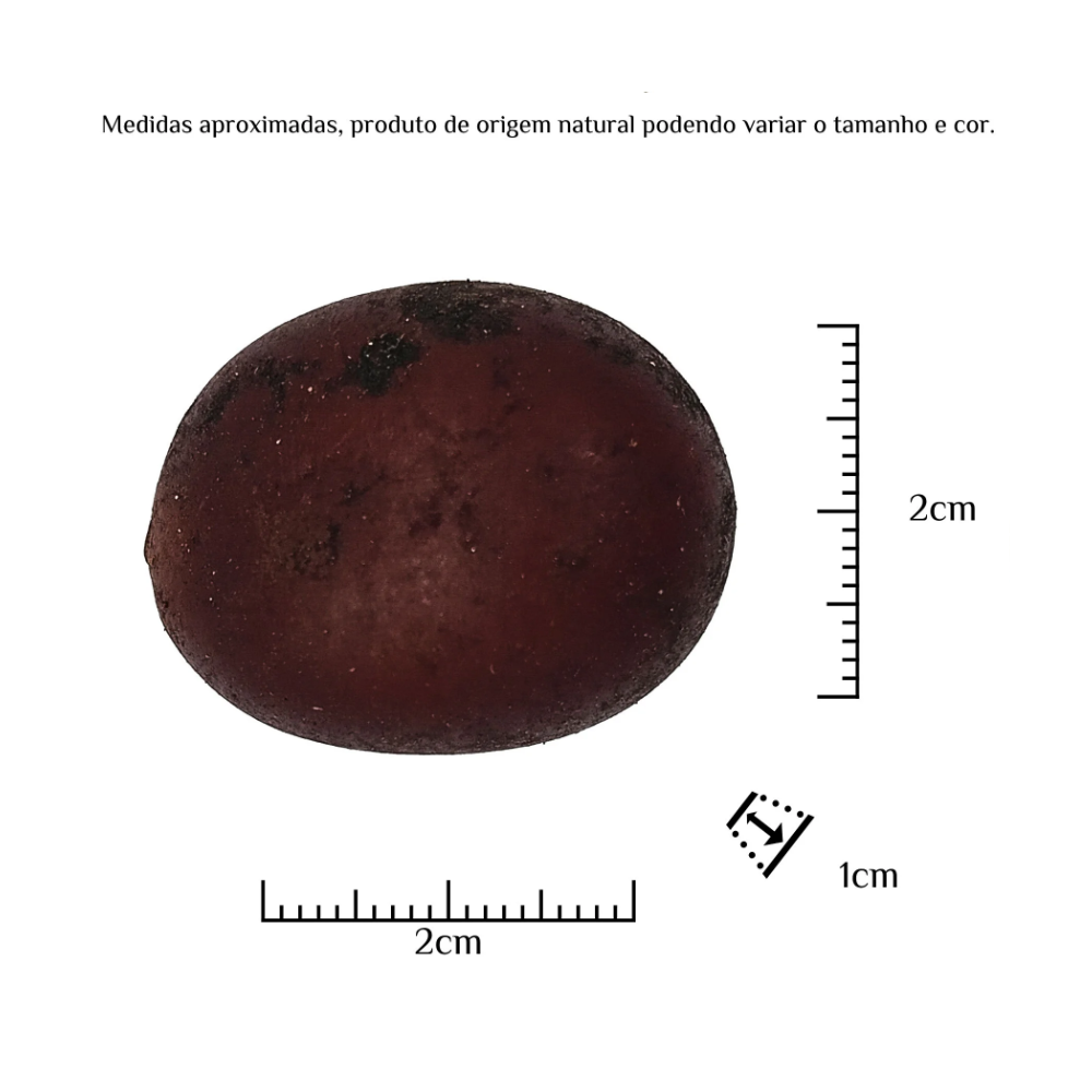 Fava Xangô Semente Ritualística 1Un - Imagem 3
