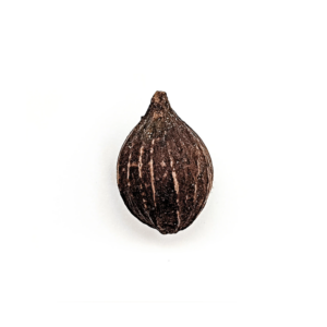 Fava da Alegria Erê Semente Ritualística