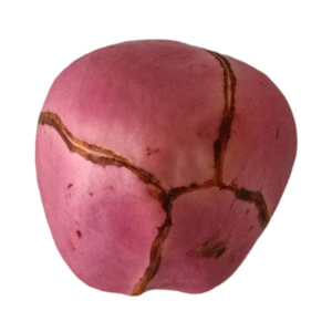 Obi Obata Fruto Africano Com Quatro Lados 1UN