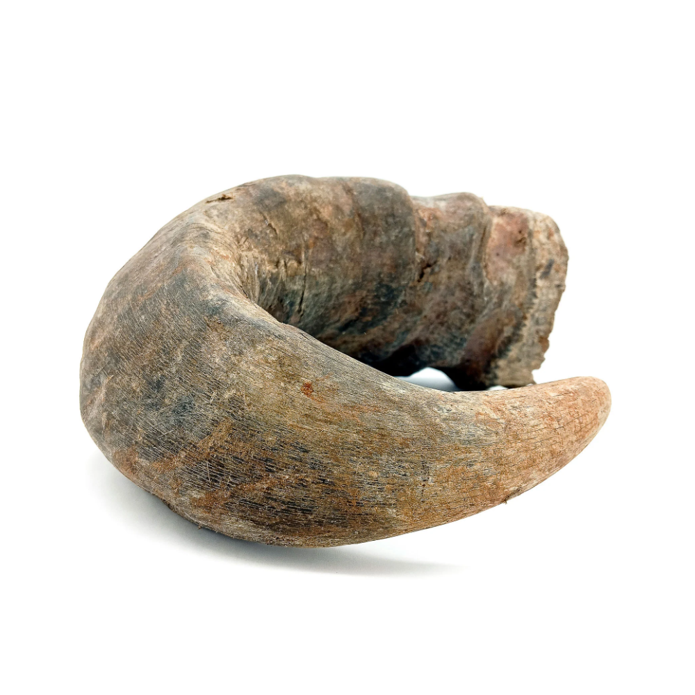 Chifre De Bufalo Bruto Natural Iansã Oyá