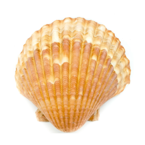 Concha Shell Laranja Natural Pequena