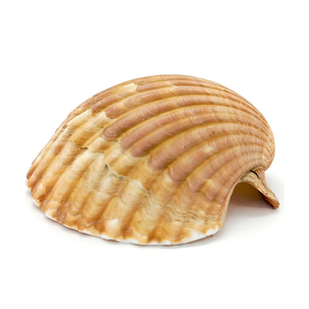 Concha Shell Laranja Natural Pequena - Imagem 3