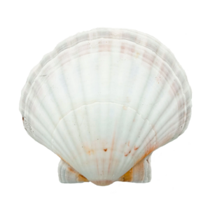 Concha Shell Marinha Fundo Branco Natural do Mar