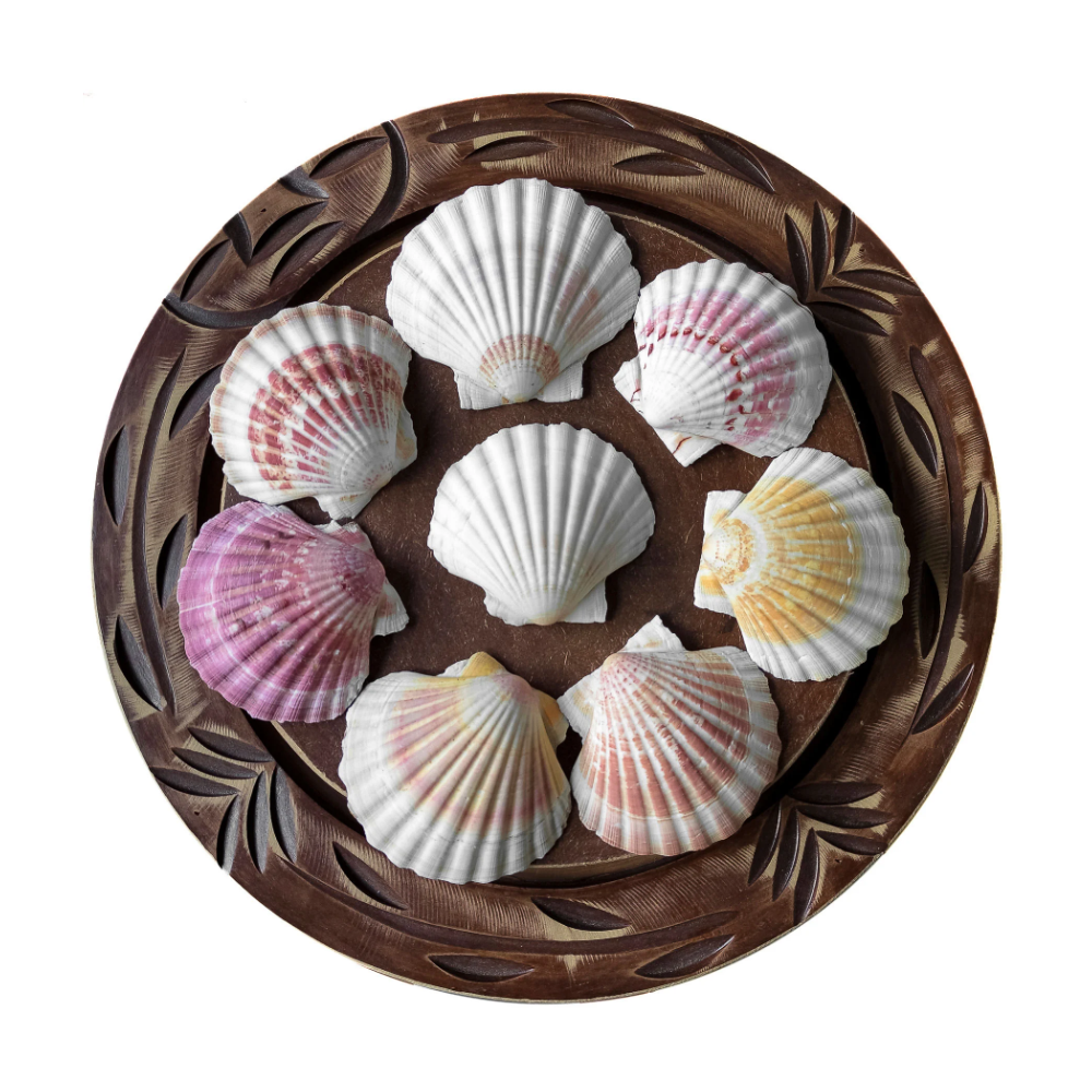 Concha Shell Marinha Fundo Branco Natural do Mar - Imagem 3
